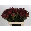 Leucadendron Saf Sunset Dark R.