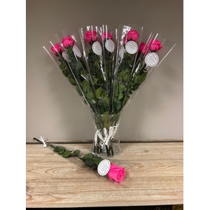 Steelroos fuchsia verpakt