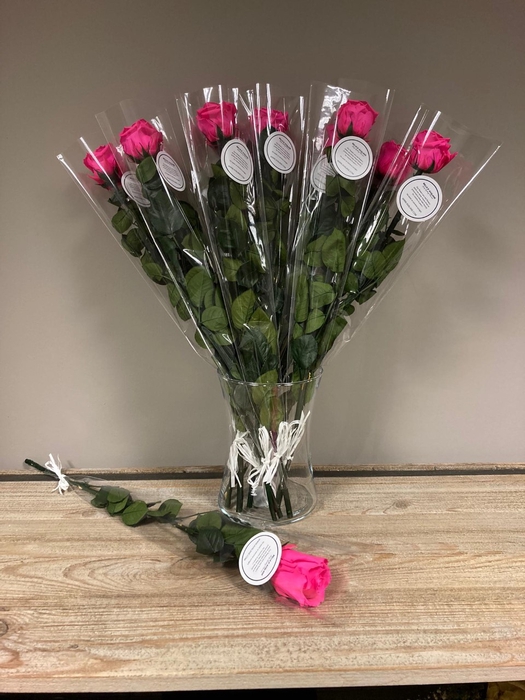 Steelroos fuchsia verpakt