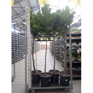 Ficus lyrata