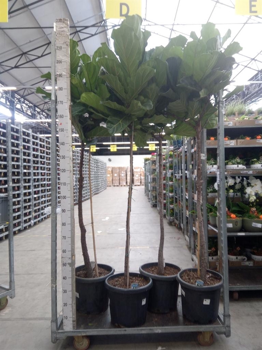 <h4>Ficus lyrata</h4>
