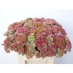 Sedum Spectabile