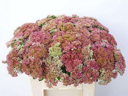 <h4>Sedum Spectabile</h4>