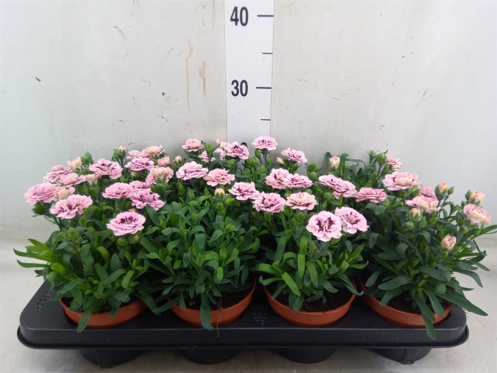 <h4>Dianthus  'Oscar Purple Star'</h4>