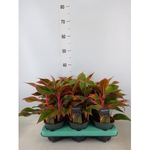 Aglaonema  'Crete'