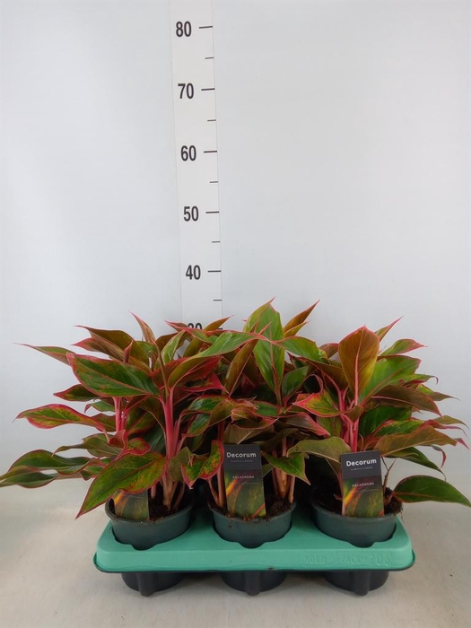 <h4>Aglaonema  'Crete'</h4>