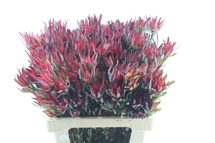 <h4>Leucad Sal Blush</h4>