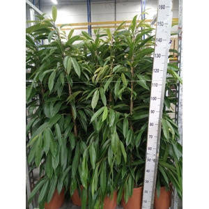 Ficus binn. 'Amstel King'