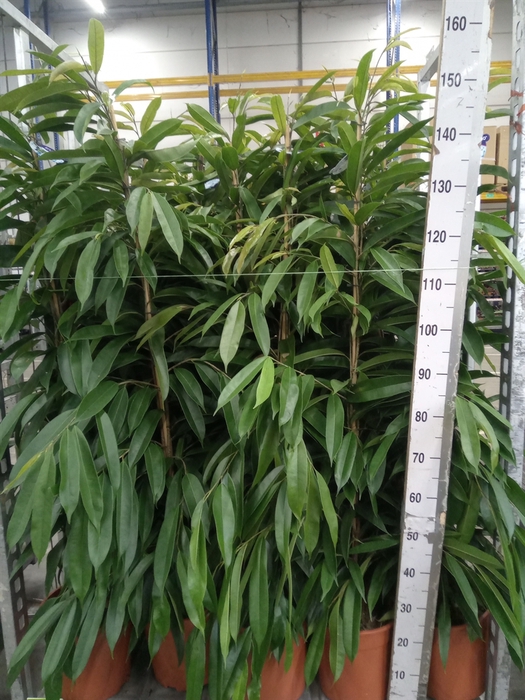 <h4>Ficus binn. 'Amstel King'</h4>