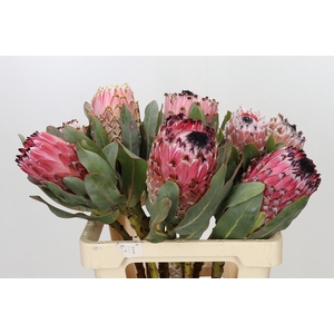 PROTEA MAGNIFICA