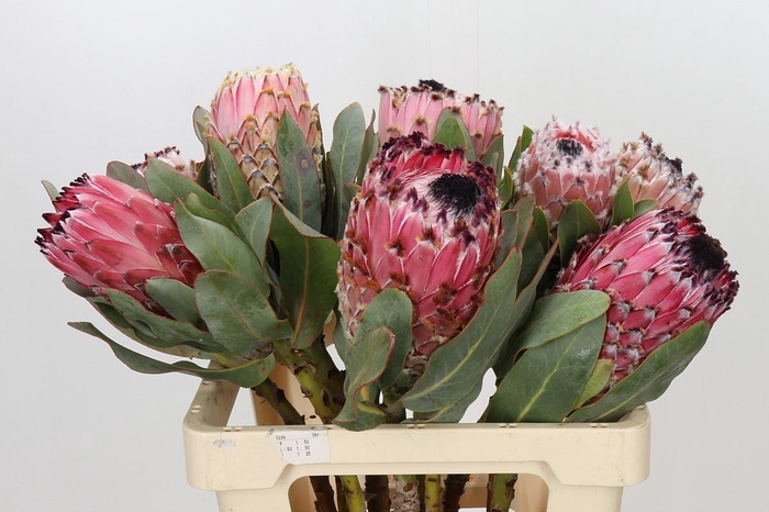 <h4>PROTEA MAGNIFICA</h4>
