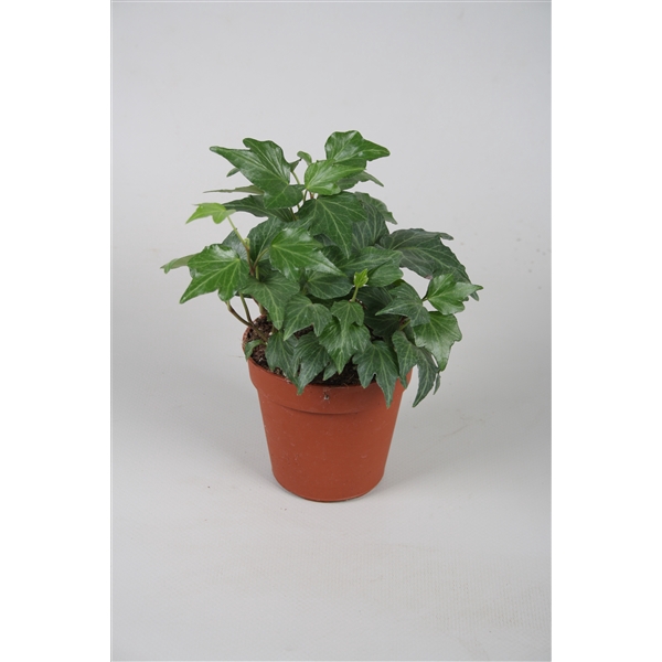 <h4>Hedera helix Green Ripple</h4>