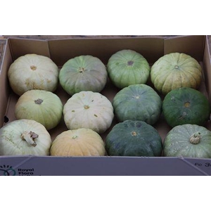 CUCURBITA PEPO