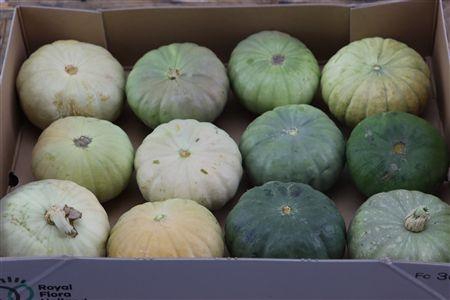 <h4>CUCURBITA PEPO</h4>