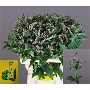 Mentha Silver Queen