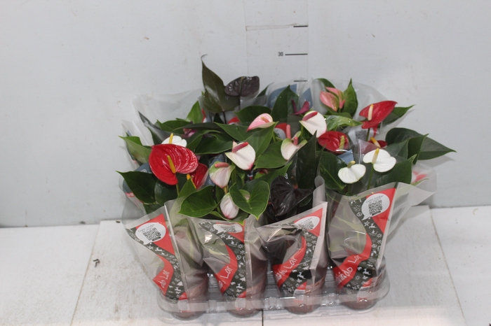 <h4>ANTHURIUM VARIADO P09</h4>