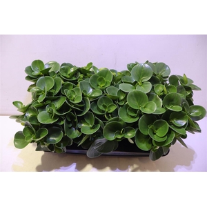 Pep Obt Green Gold