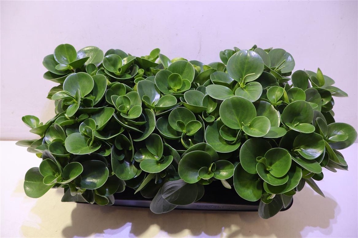 <h4>Pep Obt Green Gold</h4>
