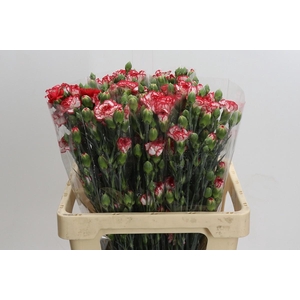 Dianthus Sp Minuetto