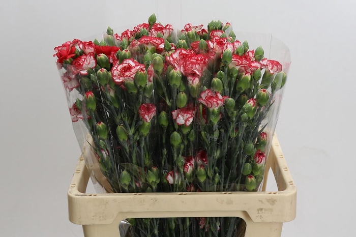 <h4>Dianthus Sp Minuetto</h4>