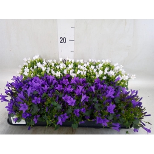 Campanula   ...