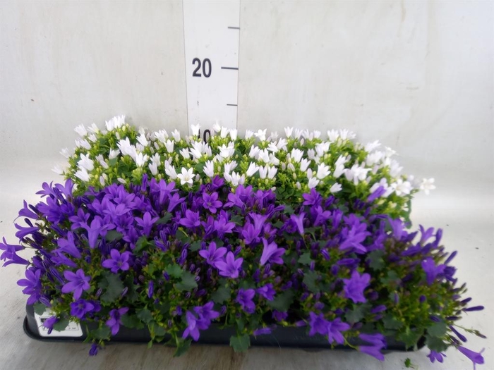 <h4>Campanula   ...</h4>