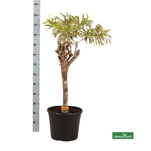Dracaena refl. 'Song of India'
