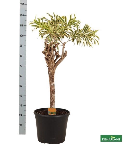 <h4>Dracaena refl. 'Song of India'</h4>