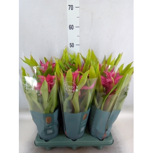 Guzmania  'Deseo Pink'
