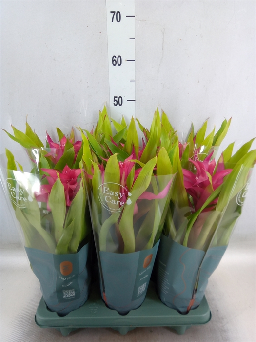 <h4>Guzmania  'Deseo Pink'</h4>