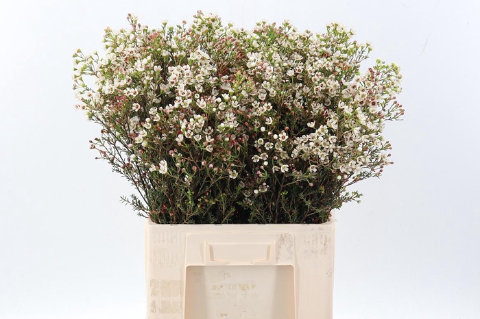 <h4>Chame Mi Liron</h4>