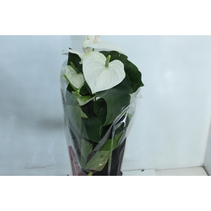 ANTHURIUM ALASKA P17 PREMIUM