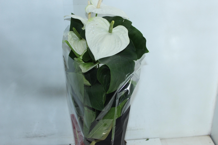 <h4>ANTHURIUM ALASKA P17 PREMIUM</h4>