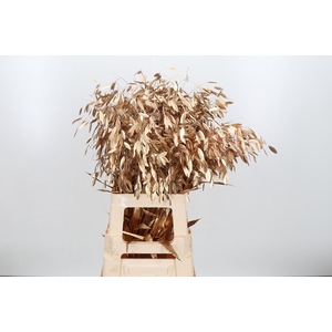 Chasmantium Kl Bh Antiek Goud