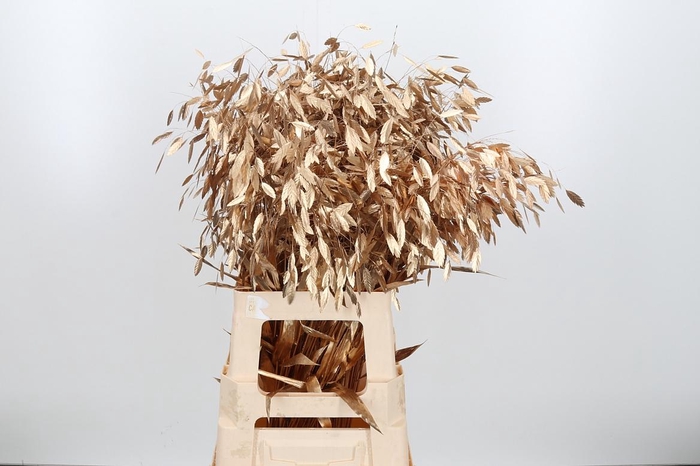 <h4>Chasmantium Kl Bh Antiek Goud</h4>