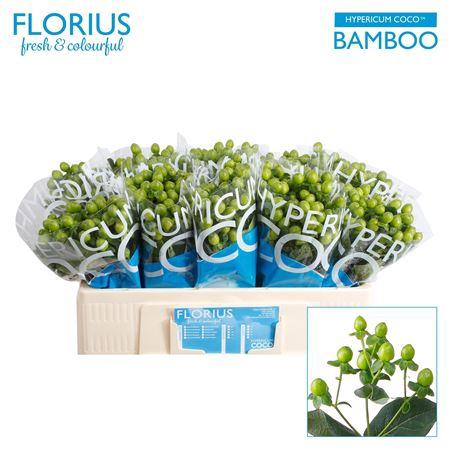 <h4>HYP COCO BAMBOO</h4>
