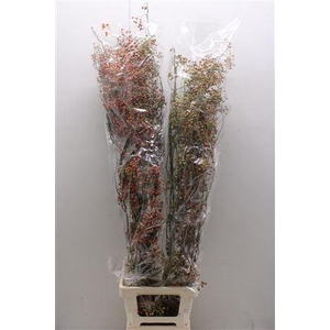 Rosa Corallo 120cm Ptk