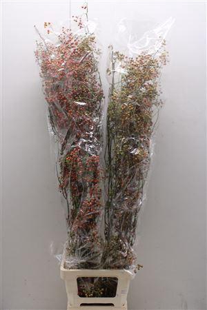 <h4>Rosa Corallo 120cm Ptk</h4>