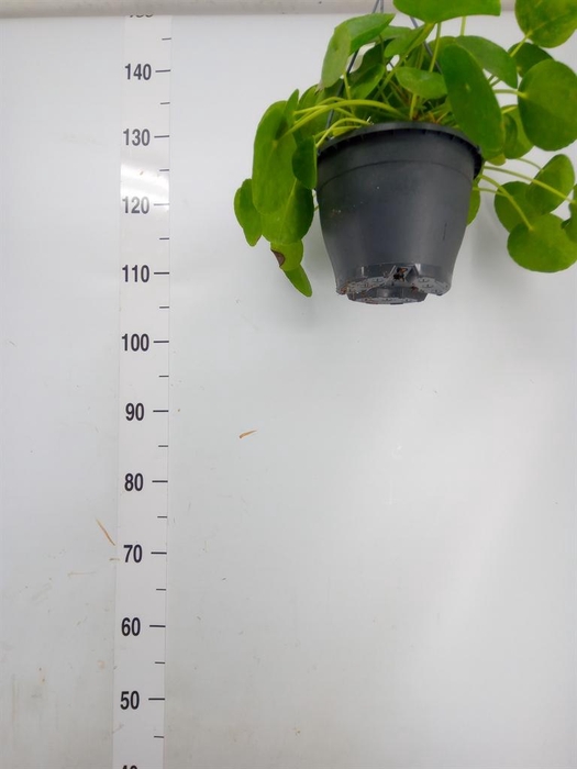 <h4>Pilea peperomioides</h4>