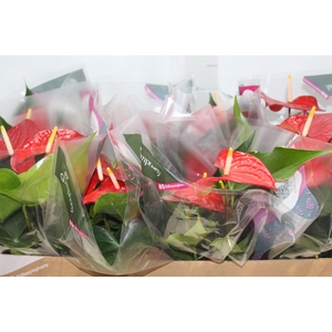 ANTHURIUM MINNESOTA P15