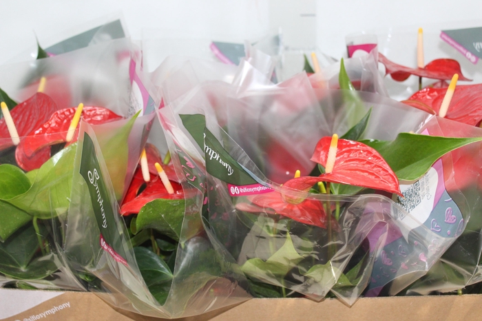<h4>ANTHURIUM MINNESOTA P15</h4>