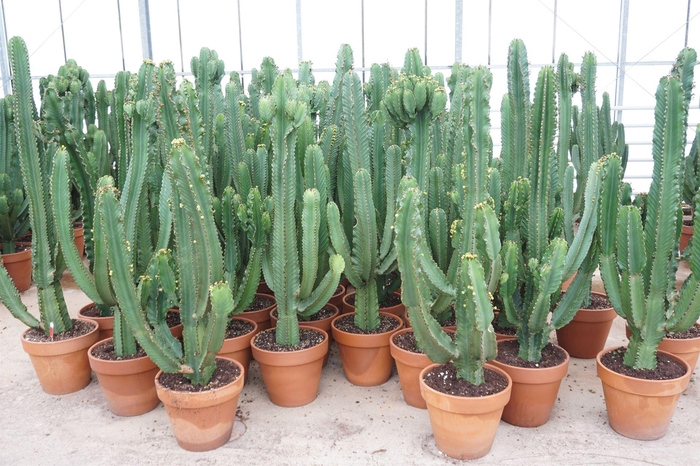<h4>Euphorbia ingens</h4>