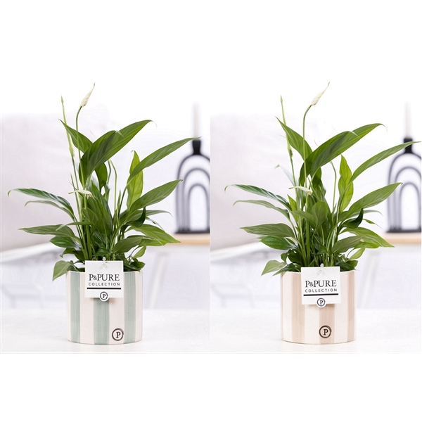 <h4>Spathiphyllum in P&PURE Eline 2 ceramics ass. 2</h4>