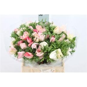 Anemone Mistral Super Light Pink