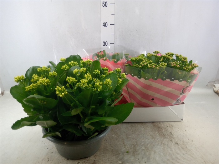 <h4>Kalanchoe blos.   ..rosebud mix  5</h4>