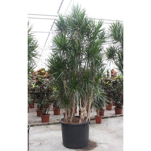 Dracaena marginata
