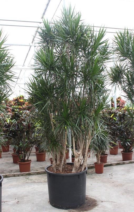 <h4>Dracaena marginata</h4>
