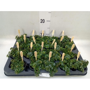 Sedum makinoi 'Kosmosje'