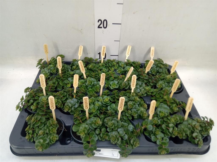 <h4>Sedum makinoi 'Kosmosje'</h4>