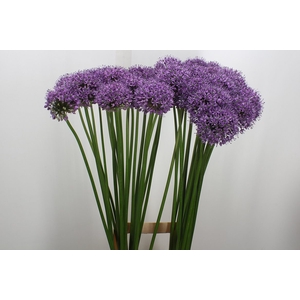 Allium Statos